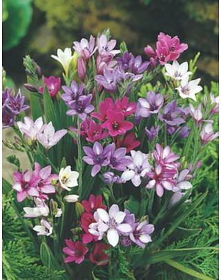 Ixias Corn Lily Mixture Bulbs