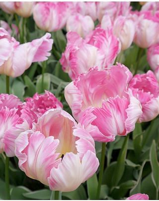 Tulip Silver Parrot Bulbs
