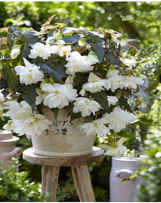 Begonia Illumination White Â® Bulbs