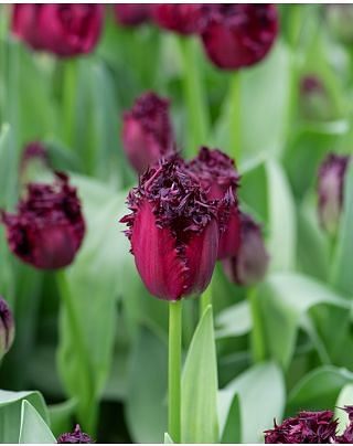 Tulip Labrador Bulbs