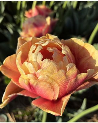 Tulip Orange Flavour