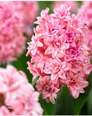 Hyacinth Double Spring Beauty Bulbs