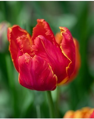 Tulip Comet