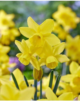Narcissus Sabrosa