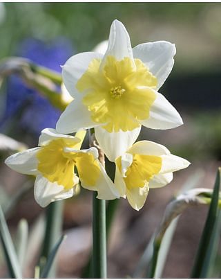 Narcissus Prom Dance Bulbs