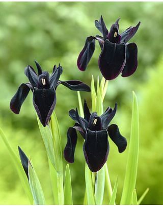 Iris Black Form 