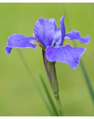 Iris Sibirica Silver Edge Bulbs