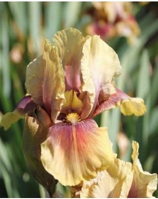 Iris Germanica Oklahoma Bandit