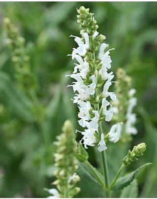 Salvia Schneehügel