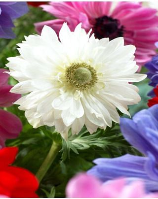 Anemone St. Brigid Mount Everest