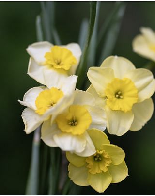 Narcissus Sun Disc Bulbs