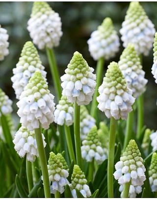 Muscari Alaska Bulbs