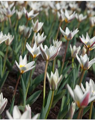 Tulipa Ice Stick