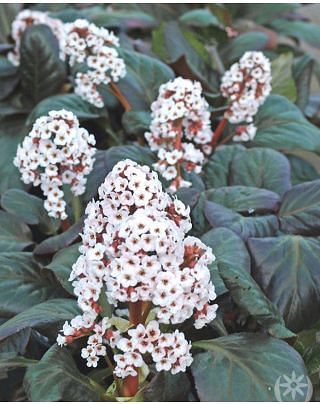 Bergenia Bach