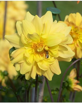 Dahlia Karma Gold
