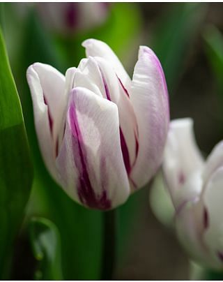 Tulip Flaming Flag Bulbs