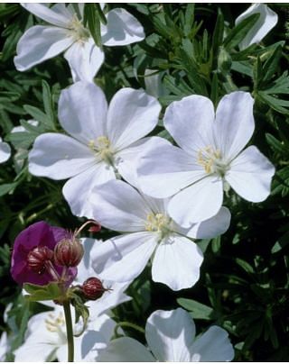 Geranium Album