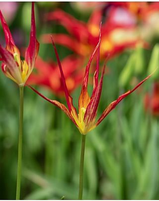 Tulip Heritage Acuminata Bulbs