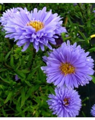 Aster Marie Ballard
