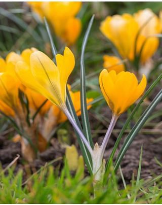 Crocus Chrysanthus Romance Bulbs