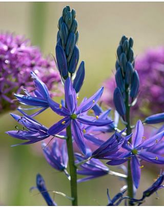 Camassia Leichtlinii Maybelle Bulbs