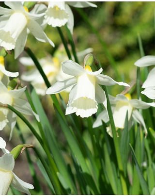 Narcissus Elka Bulbs