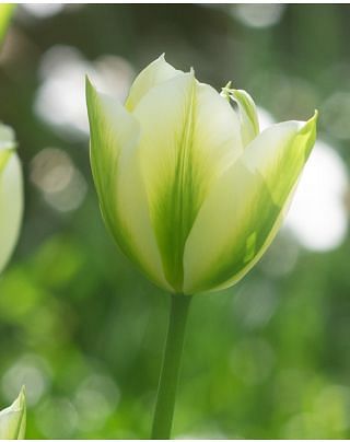 Tulip Spring Green