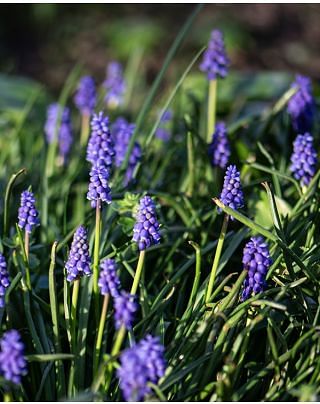 Muscari Armeniacum Bulbs