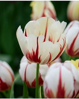 Tulipa Carnaval de Rio