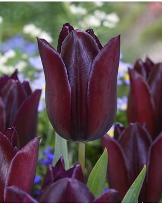 Tulipa Indeland