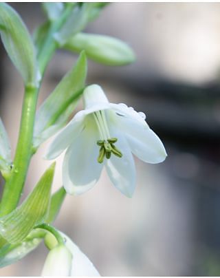 Galtonia Candicans Bulbs