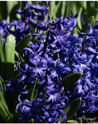 Multiflora Hyacinth Blue Pearl