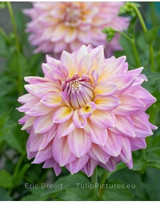 Dahlia Kidd's Climax