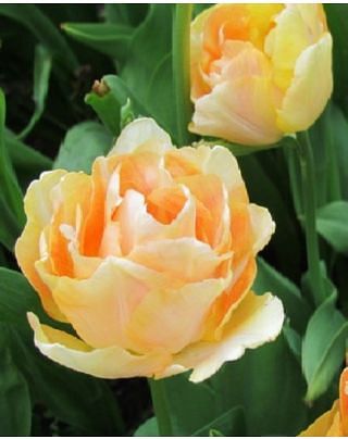 Tulip Charming Lady Bulbs