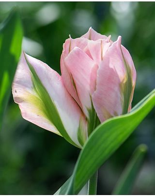 Tulip China Town