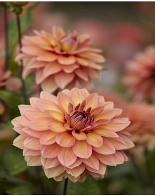 Dahlia Nicholas Bulbs