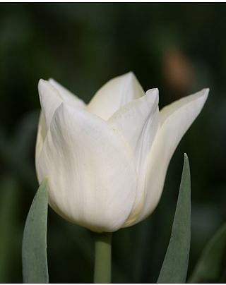 Tulip Agrass Creme