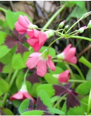 Oxalis Deppei (Tetraphylla) Bulbs
