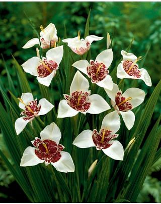 Tigridia Alba