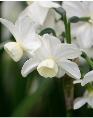 Narcissus Silver Chimes