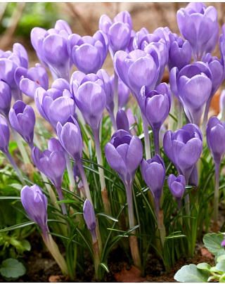 Crocus Tommasinianus Hummingbird