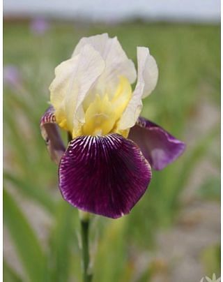 Iris Germanica Salonique