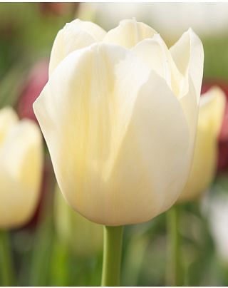 Tulip Francoise Bulbs