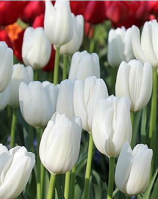 Tulip Hakuun