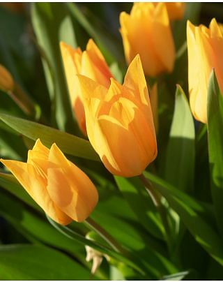 Tulip Praestans Showgun
