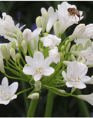 Agapanthus Duivenbrugge White