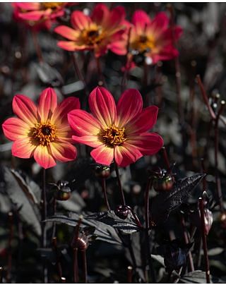 Dahlia HS Flame Tubers