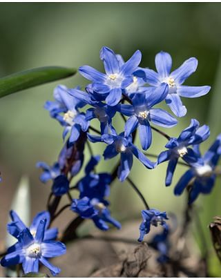 Chionodoxa Sardensis Bulbs