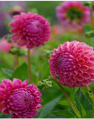 Dahlia Jowey Winnie Tubers