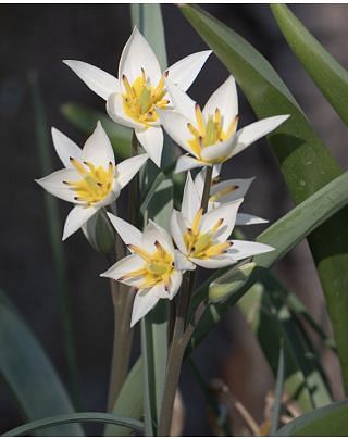 Tulip Turkestanica Bulbs